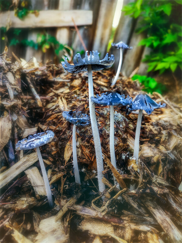 Городские грибы - AZ east3