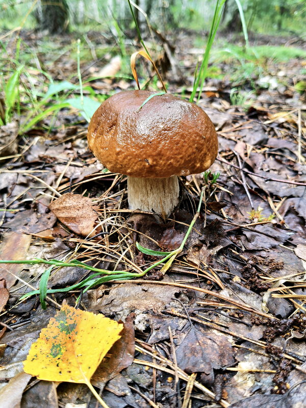 Белый гриб - Валерий Судачок