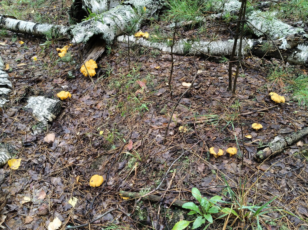 Лисички! Все мои! - Валерий Судачок