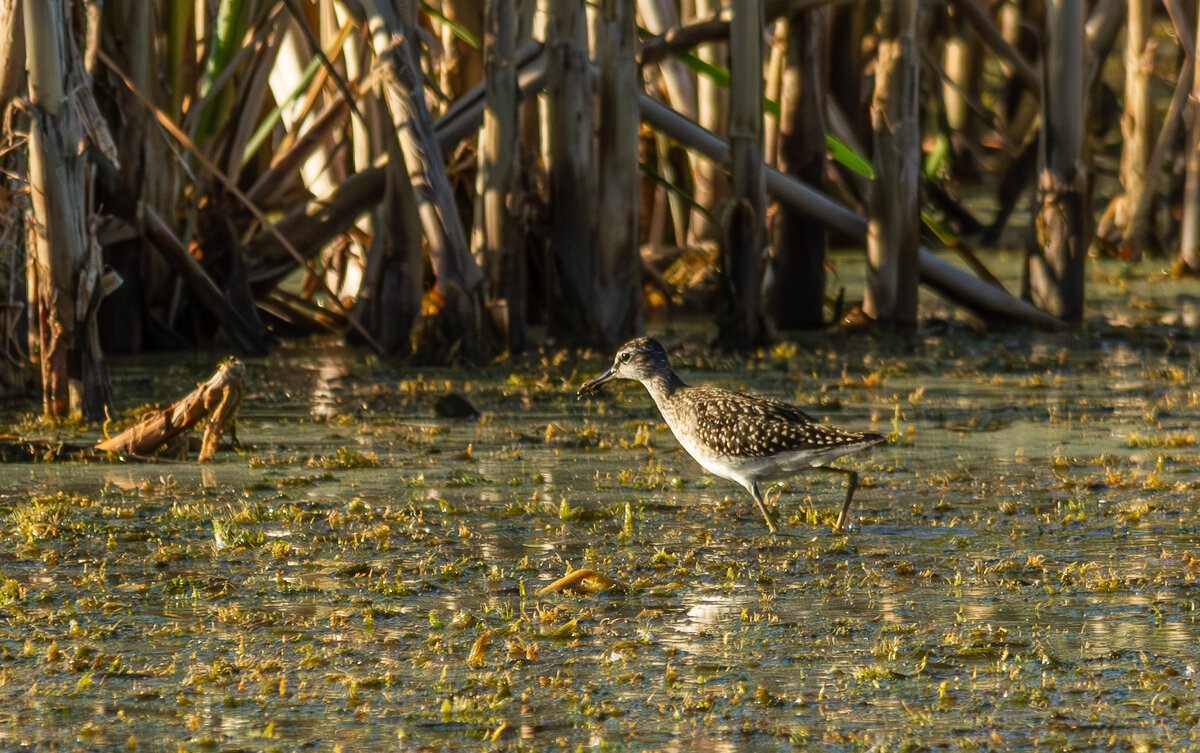 Кулик Фифи. - Yuri Chudnovetz