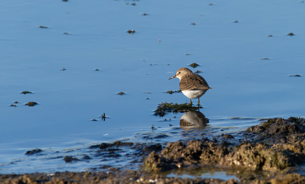 Белохвостый песочник. - Yuri Chudnovetz
