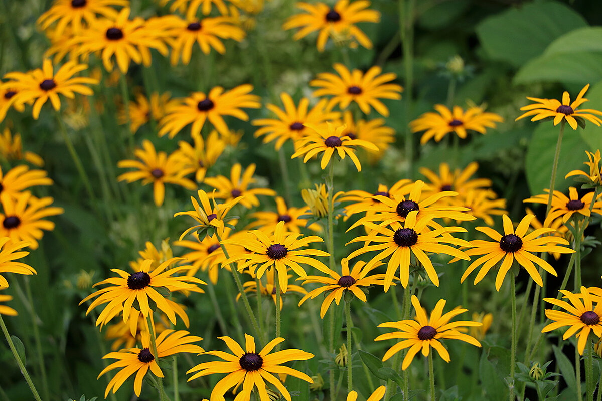 "Стадо" рудбекий - Светлана 