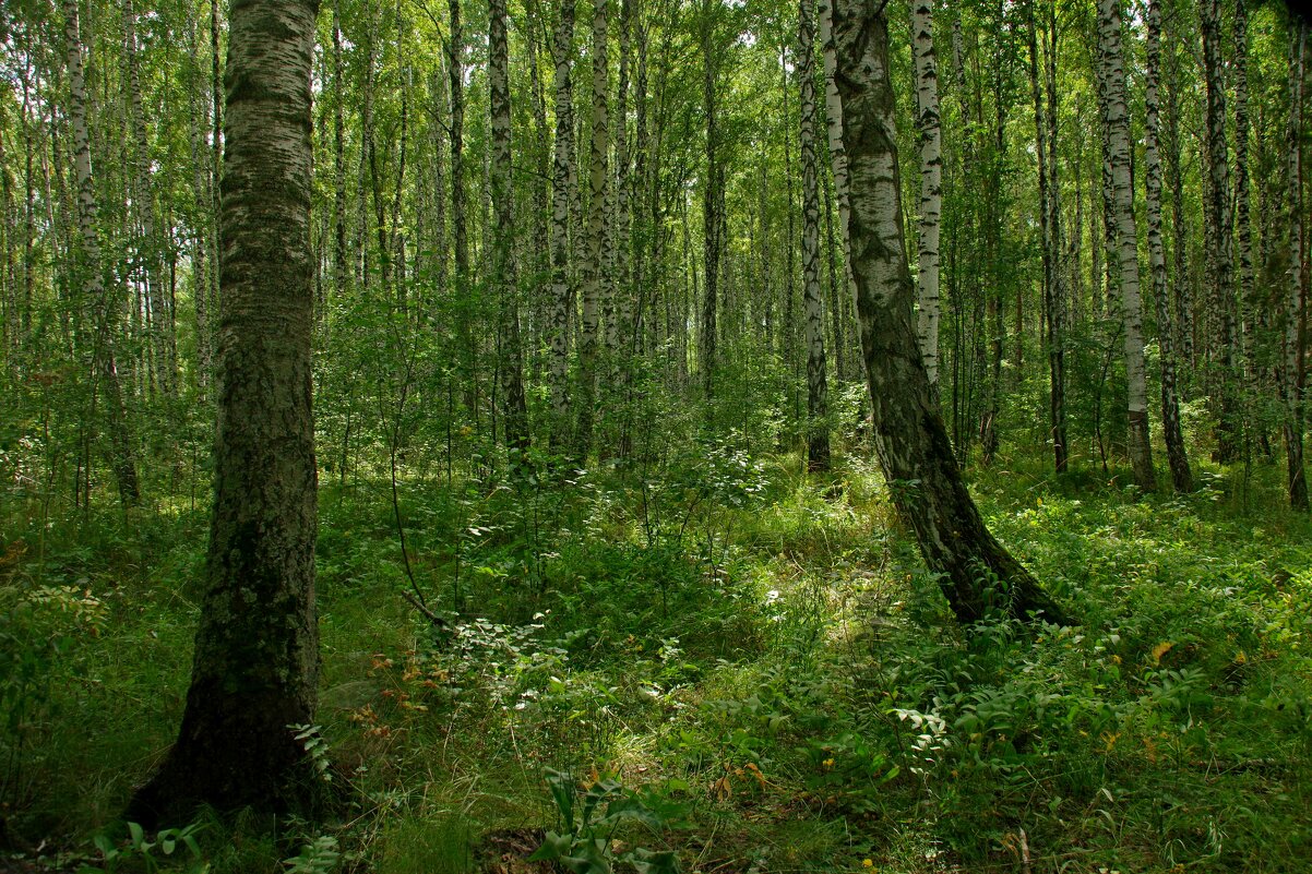 В тени леса - Сергей Швечков