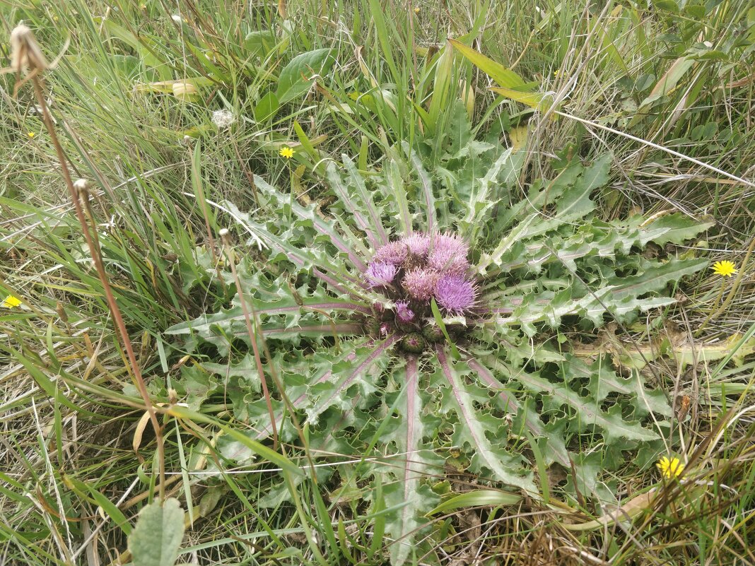 Звезда - Андрей Хлопонин