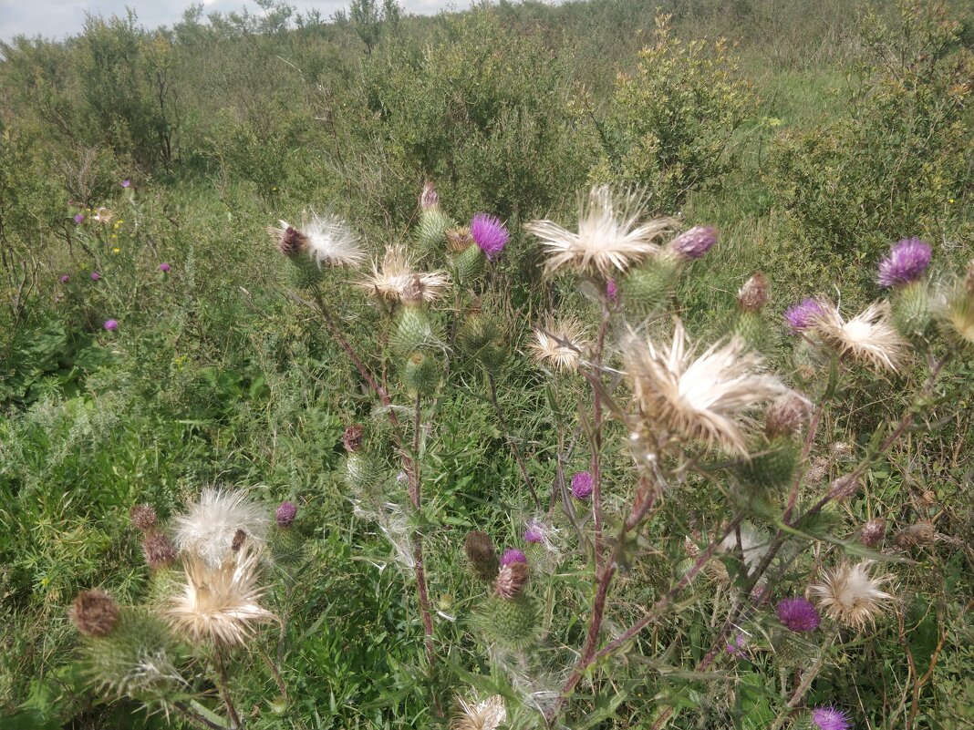 Степные цветы августа - Андрей Хлопонин
