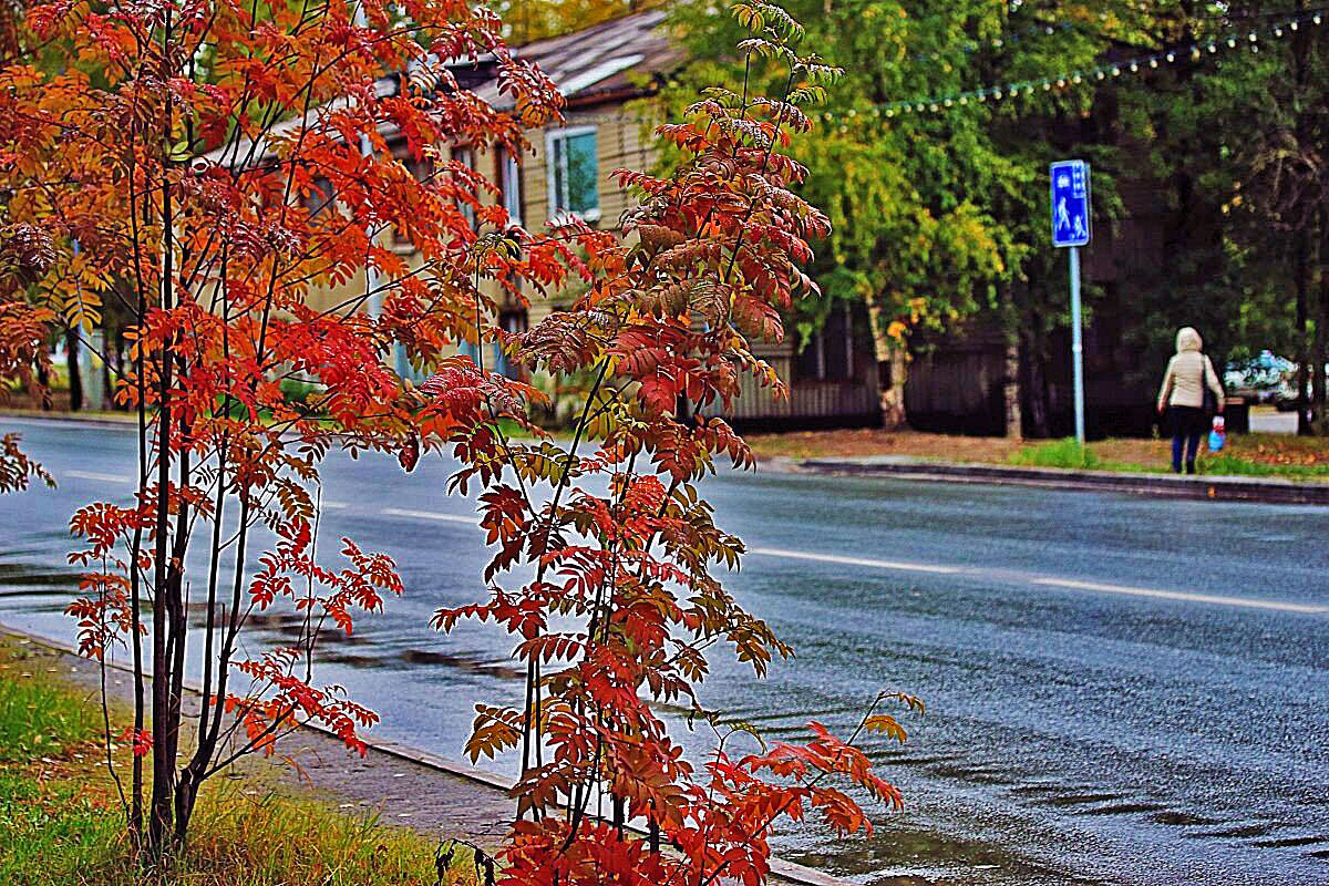 Сентябрь...Рябины - светофоры осени! - Владимир 