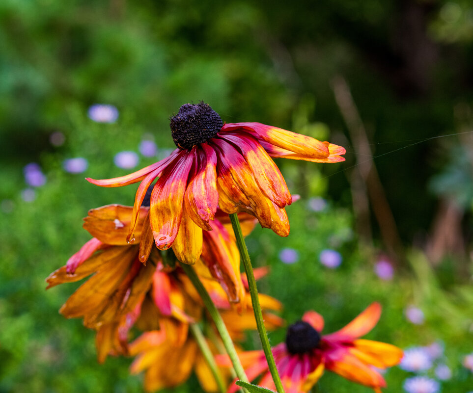 После дождя - Петр 