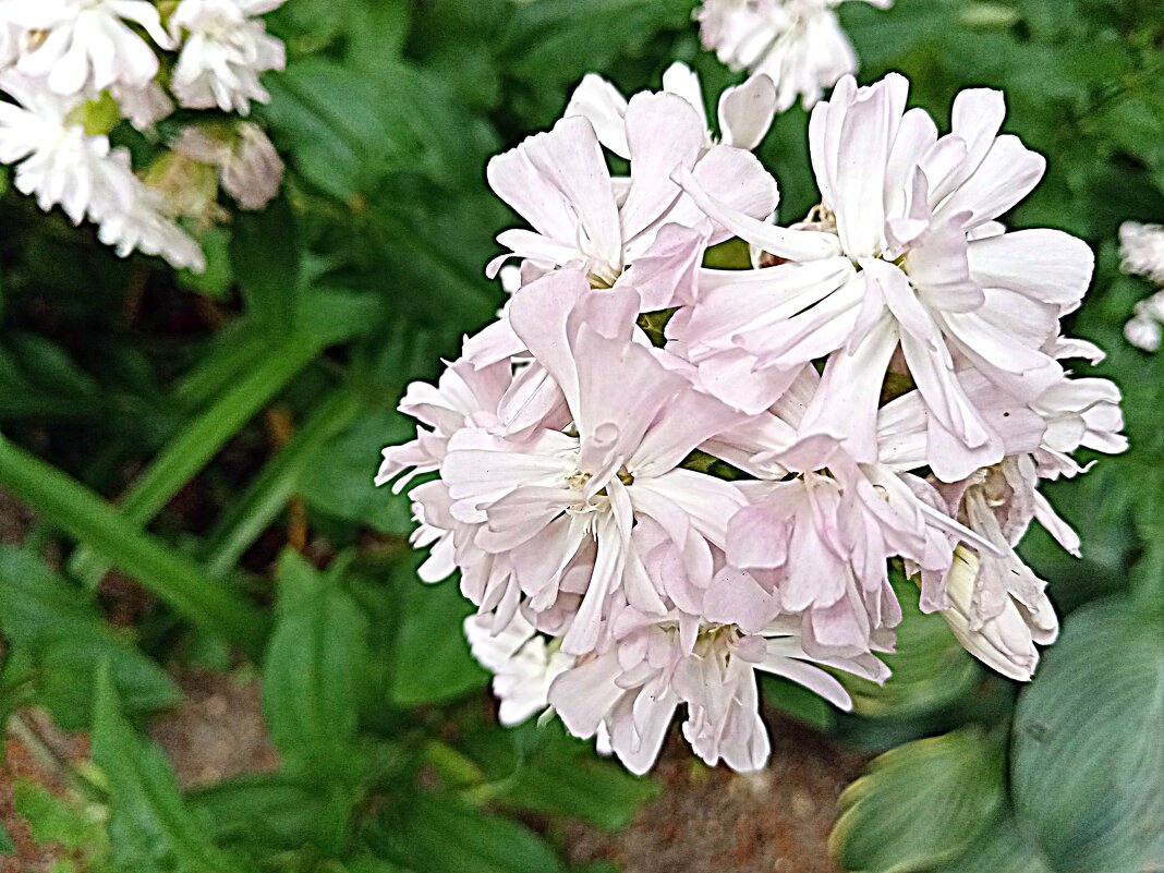 Цветы. - Владимир Драгунский Цветы. - Владимир Драгунский