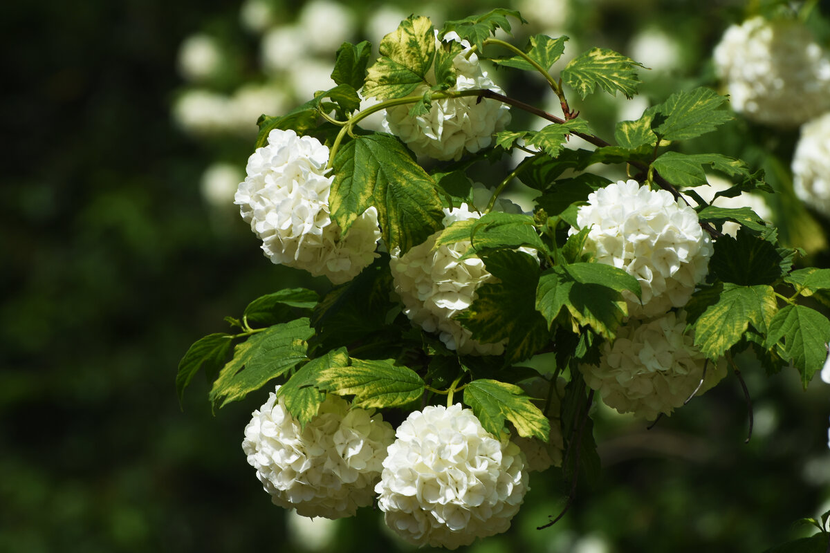 Весна в Ботаническом... Май. - Наташа ***** Весна в Ботаническом... Май. - Наташа *****