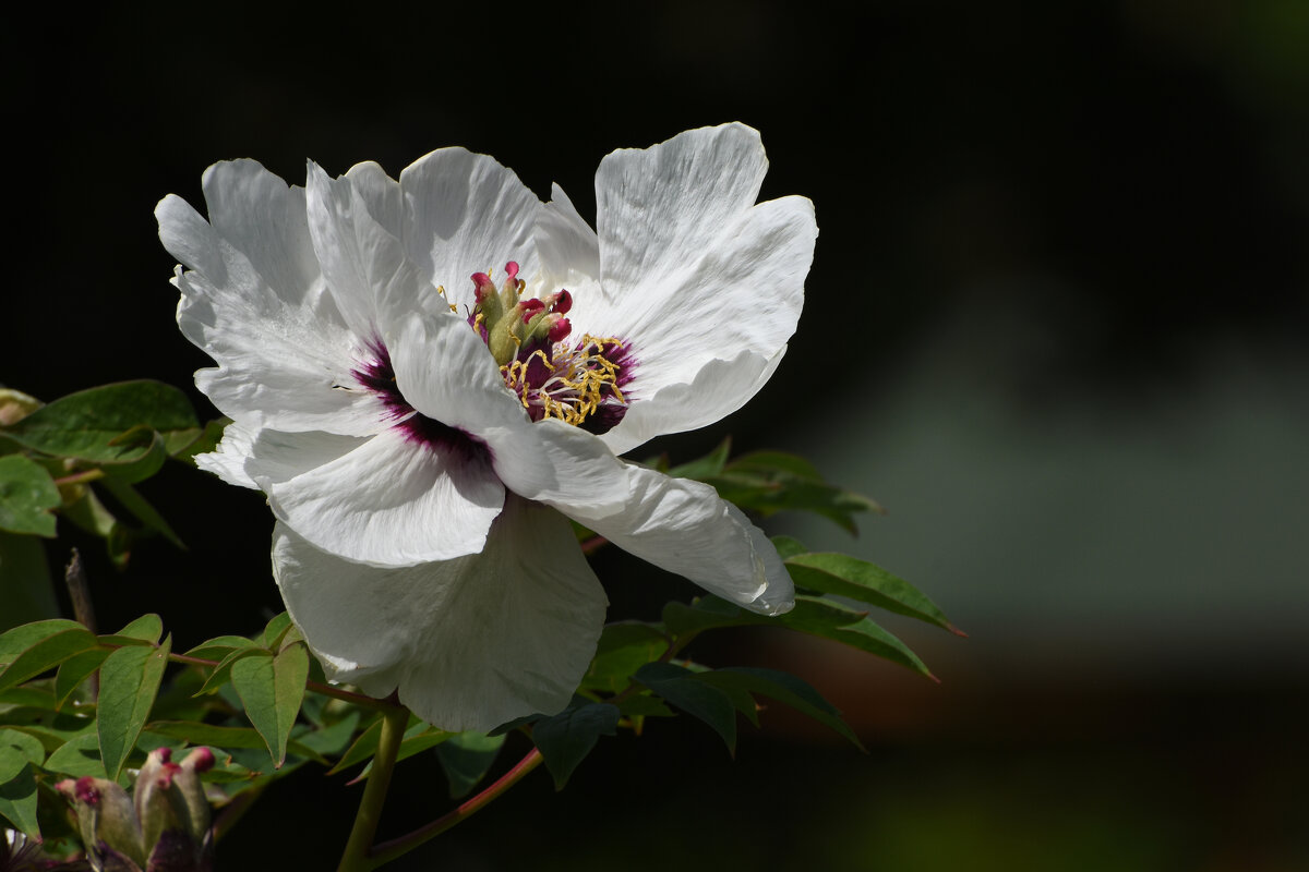 Весна в Ботаническом... Май. - Наташа *****