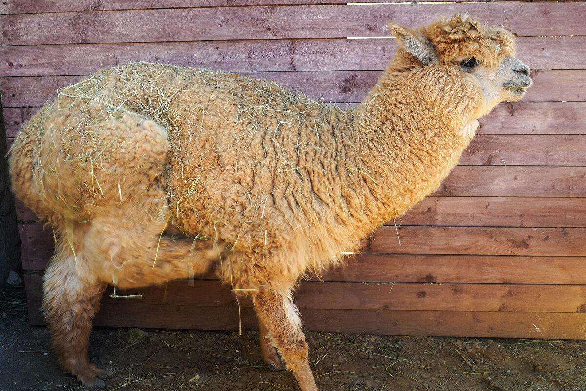 ПРОФИЛЬ_АЛЬПАКА - Сергей Янович Микк