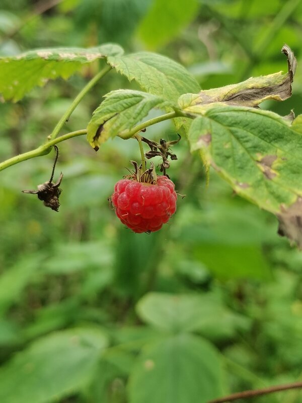 Лесная малина. - Любимова Ольга 