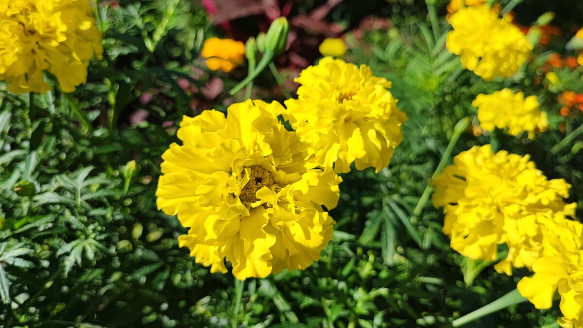 ,,, - Сергей Тимоновский