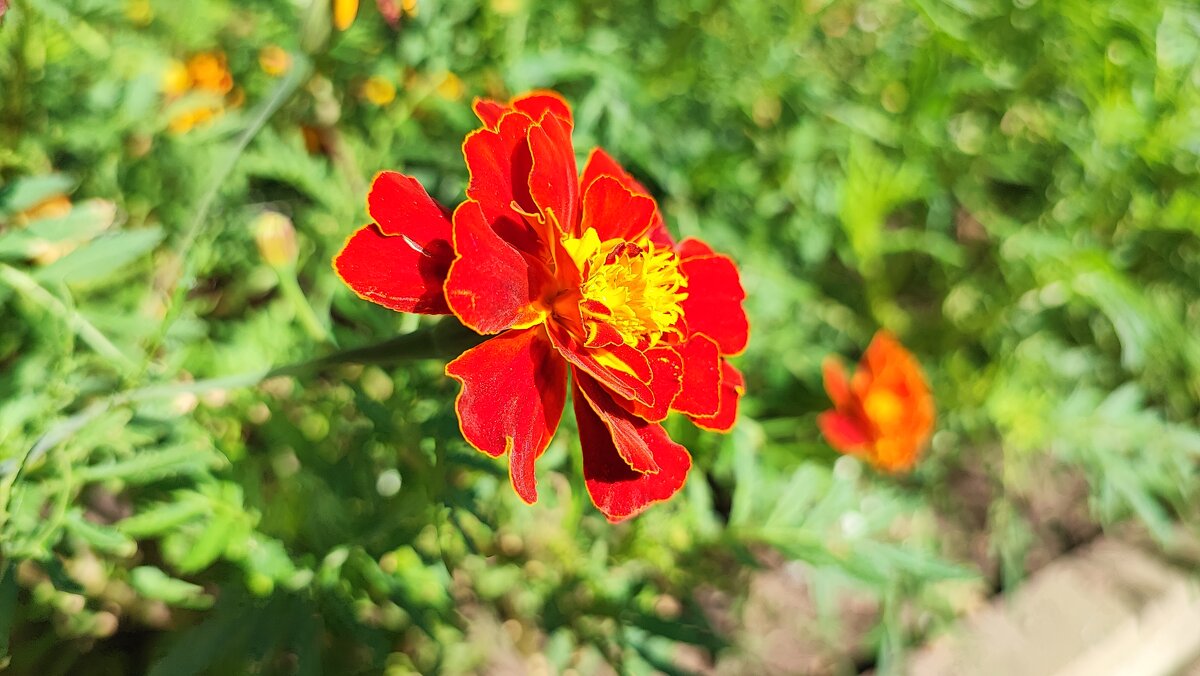 ,,, - Сергей Тимоновский