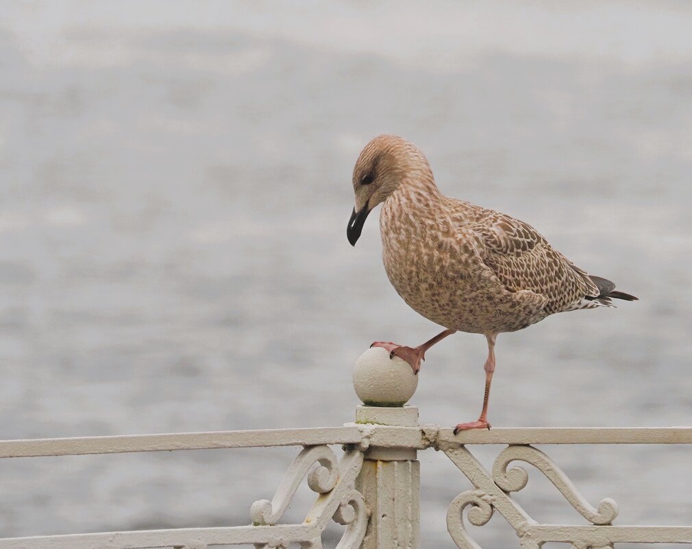 Может мячик погонять? - Магомед . Может мячик погонять? - Магомед .