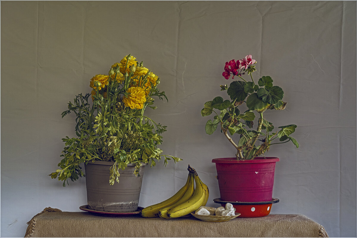 цВЕточки - ujgcvbif 