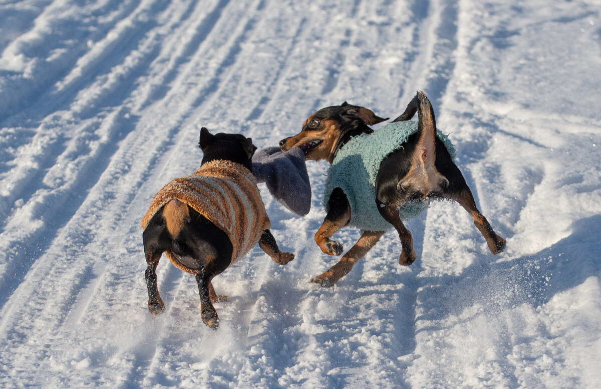 Друзья пинчеры делят рукавицу - Павел Харлин