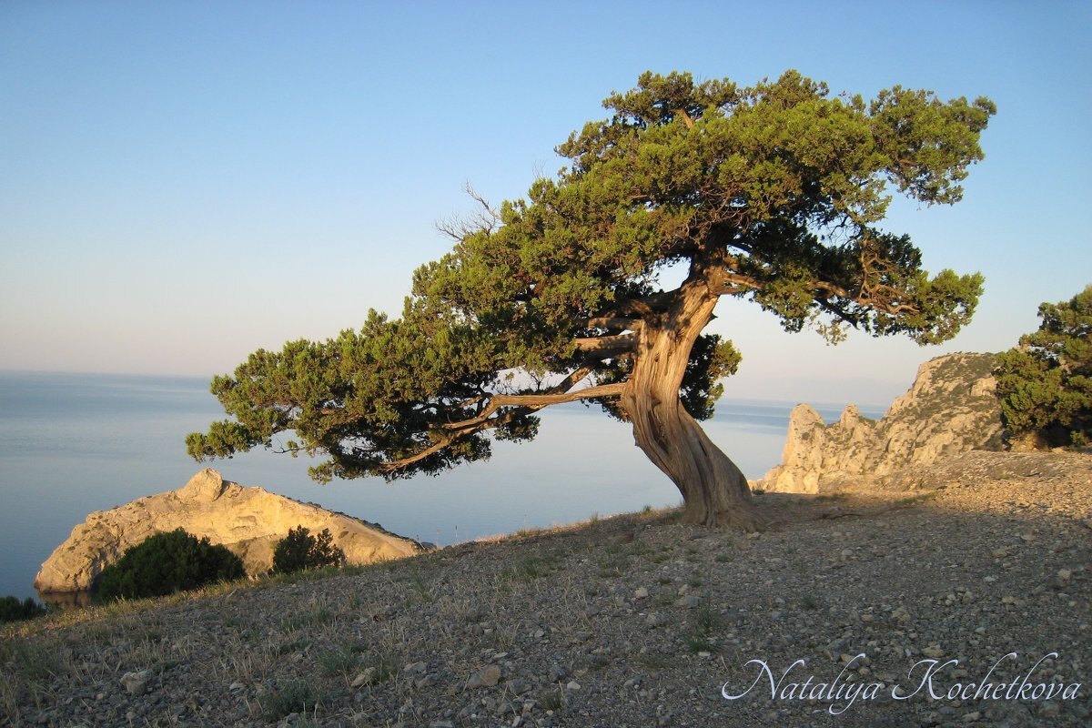 Природа Крыма - Amazing Cosmea