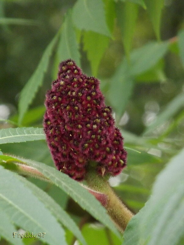 Сумах оленерогий - Freddy 97