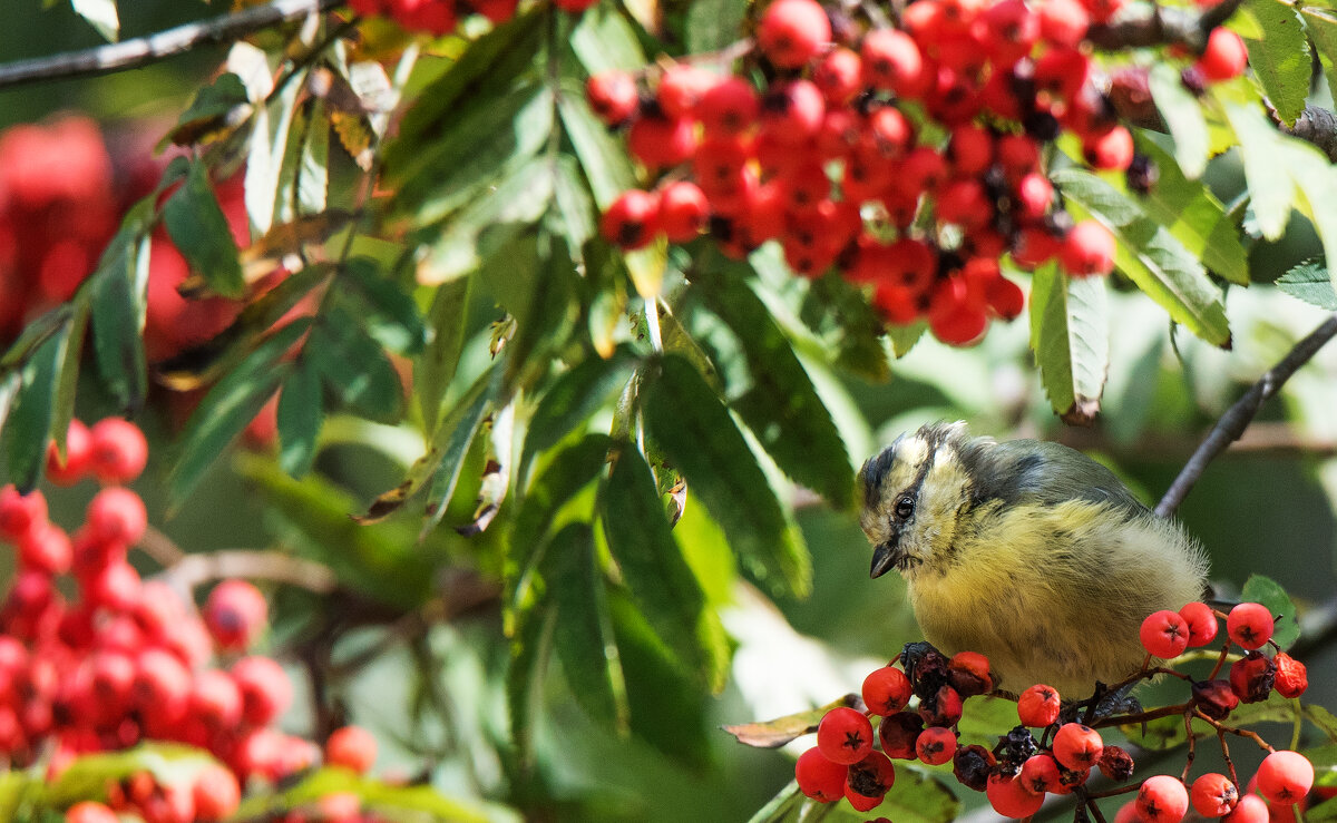 *** - Владимир Безбородов