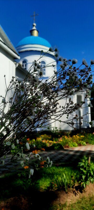 Полевые ромашки - Мария Гуськова