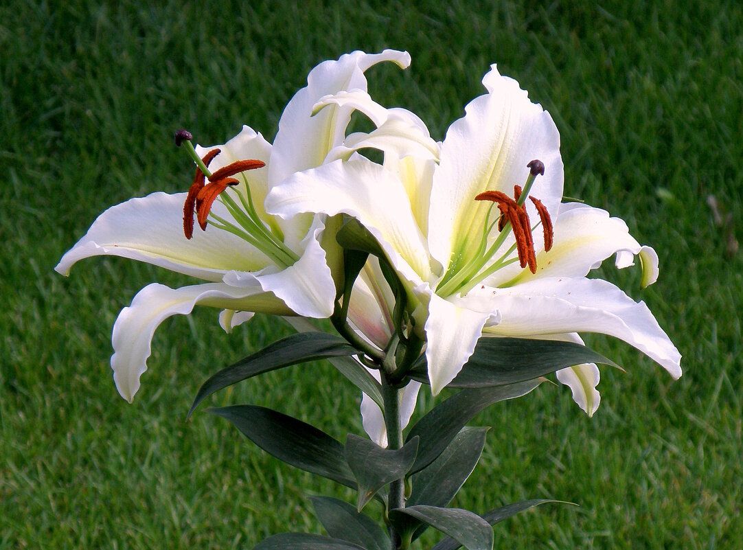 Двое в расцвете сил - Vlad Сергиевич Двое в расцвете сил - Vlad Сергиевич