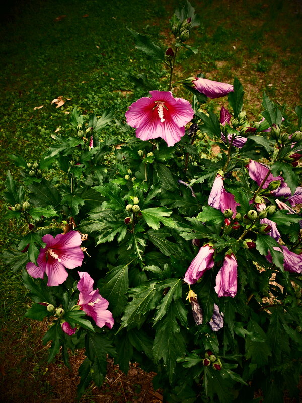 Летние этюды 84 - Алексей Кузнецов