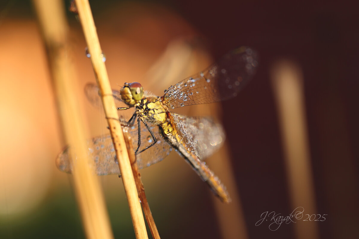 *** - Елена Kазак (selena1965) *** - Елена Kазак (selena1965)