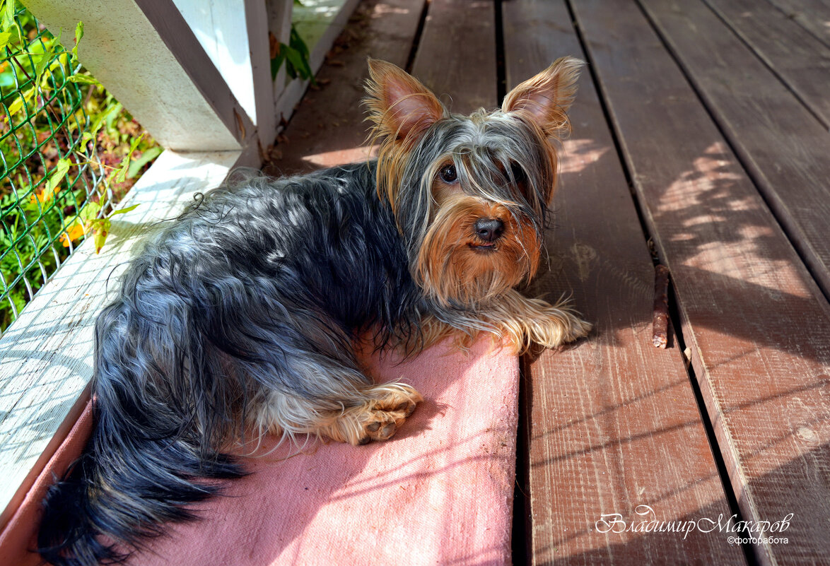 "Лиза. Набегалась"© - Владимир Макаров "Лиза. Набегалась"© - Владимир Макаров