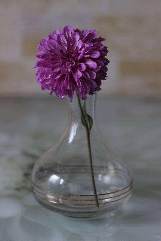 Георгин - Алёна Писарева