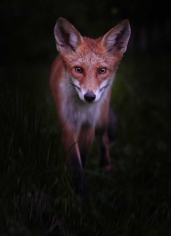 Маленький лис - Виктория Шажко 