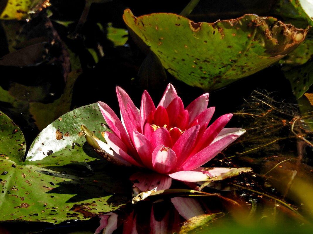 ***** - ИННА ПОРОХОВА