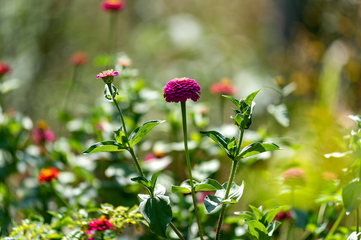 лето - Вадим Федотов 