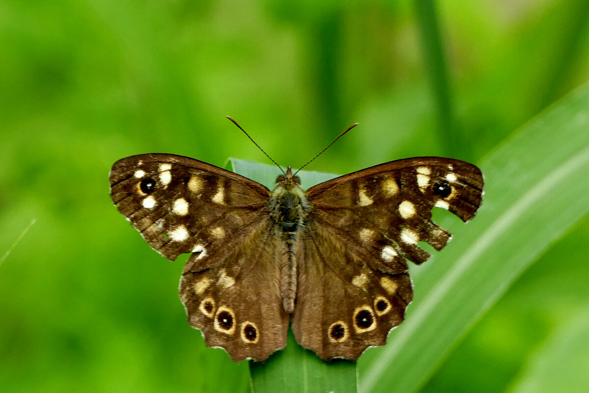 из снятого вчера 4 - Александр Прокудин