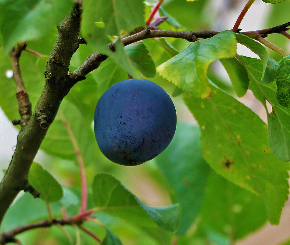 Август... Вот и слива поспела! - Светлана Август... Вот и слива поспела! - Светлана