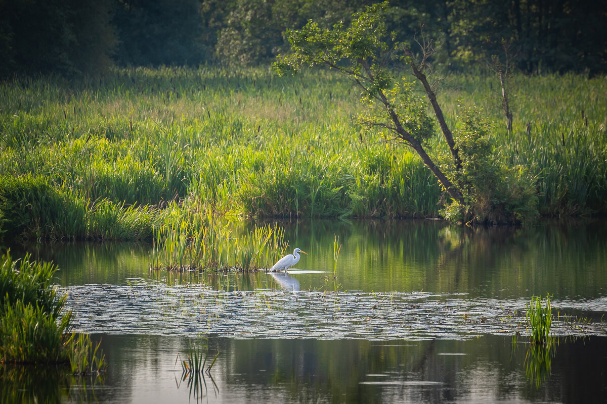 **** - Елизавета .