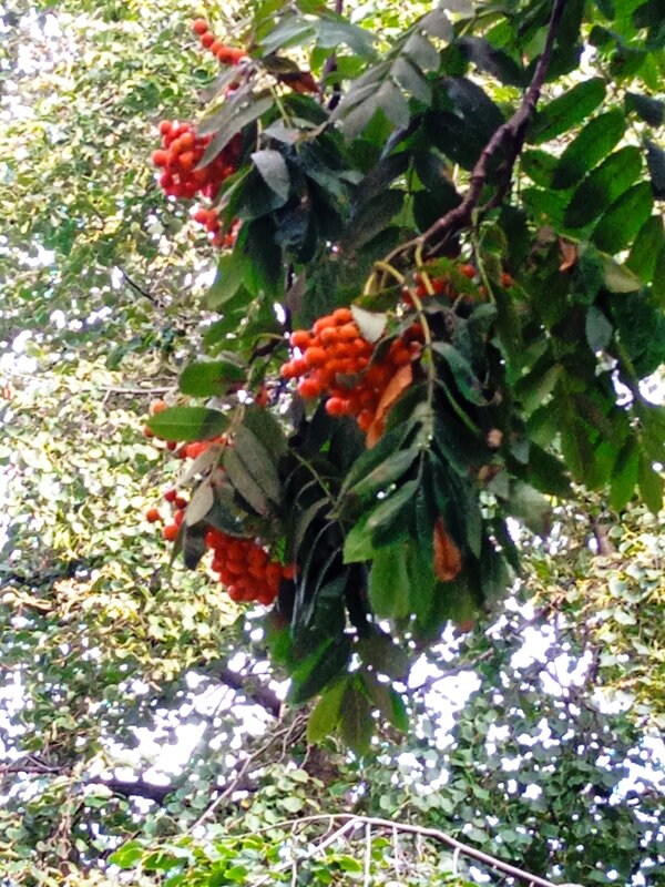 Рябина красная. - Светлана Калмыкова Калмыкова Рябина красная. - Светлана Калмыкова Калмыкова