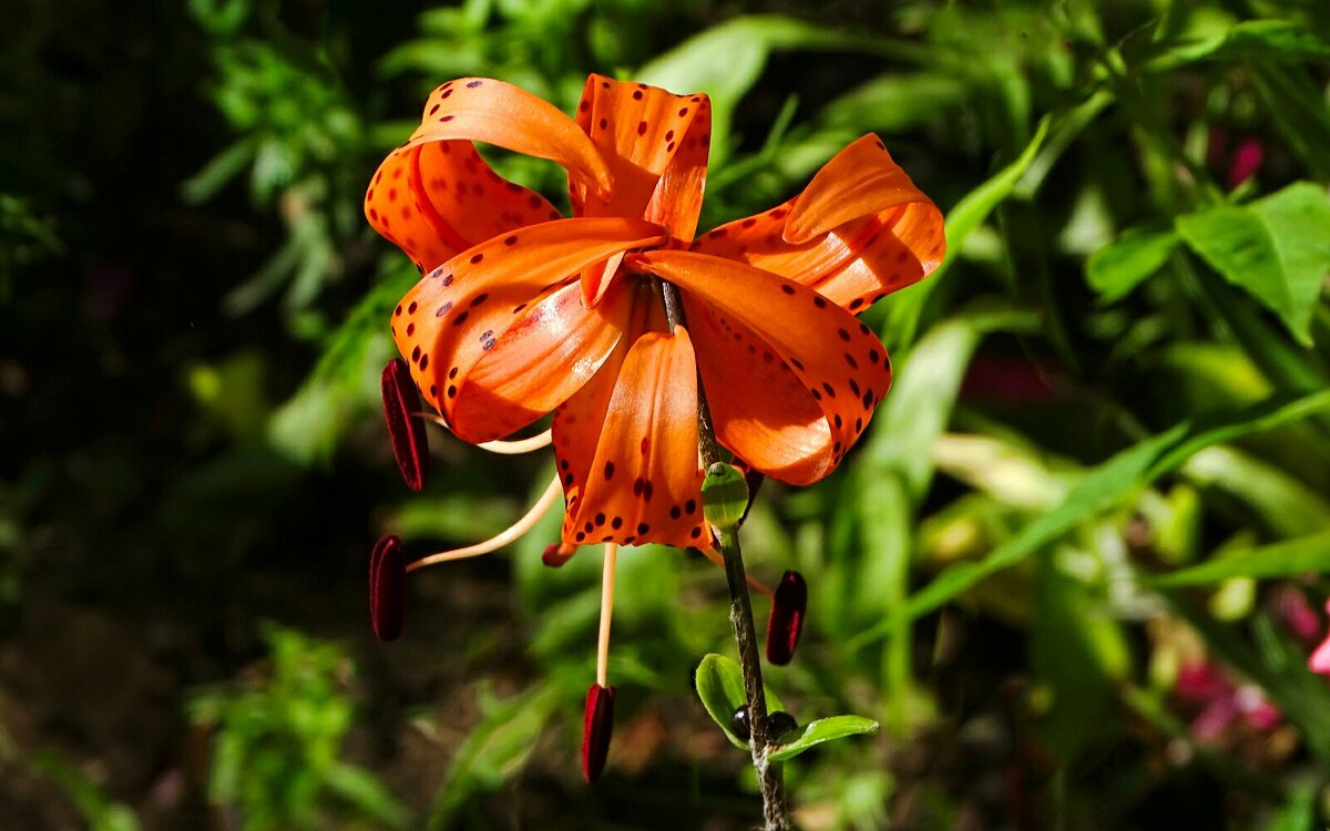 Тигровая лилия - Милешкин Владимир Алексеевич Тигровая лилия - Милешкин Владимир Алексеевич