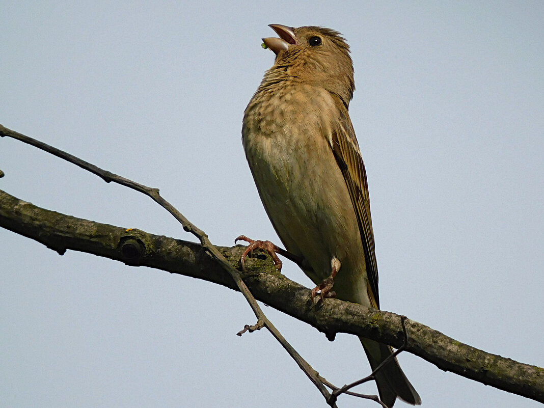 Чечевица - Лина 