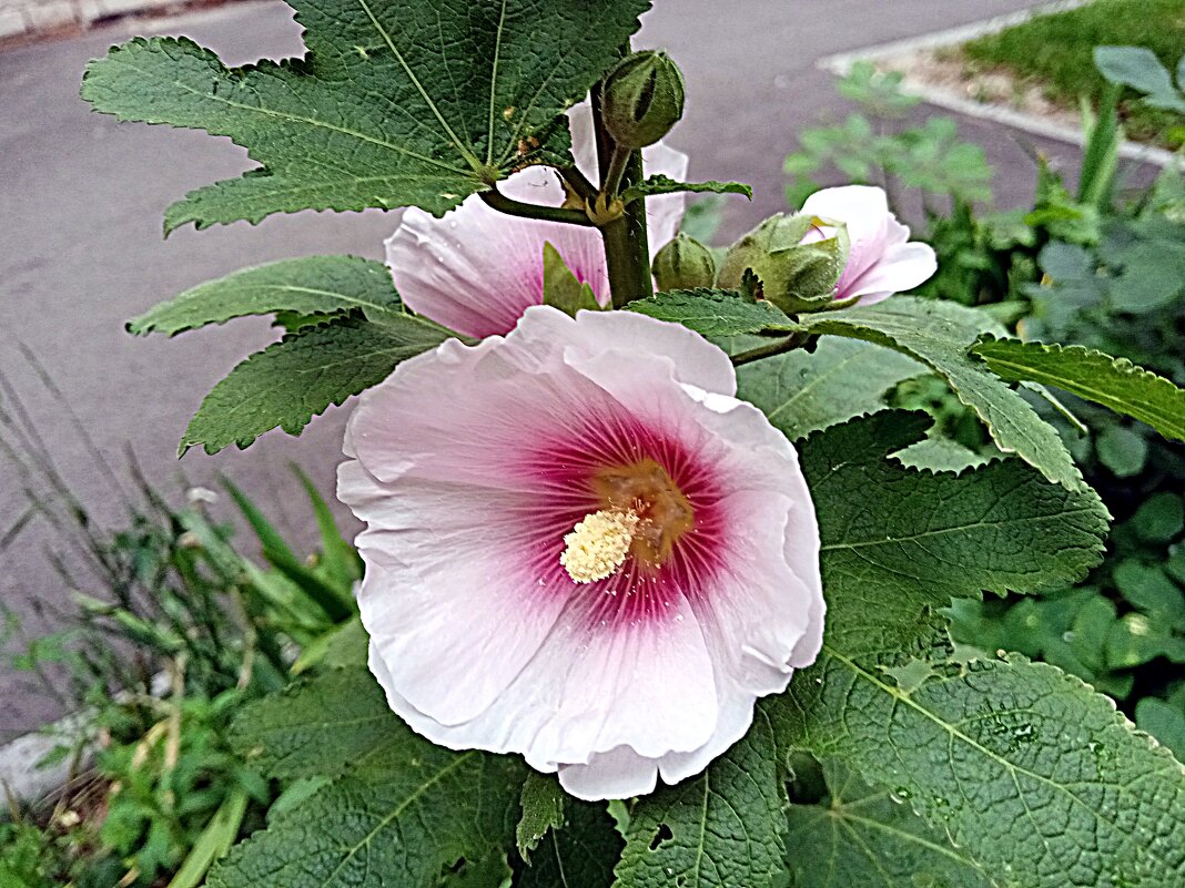 Цветы. - Владимир Драгунский