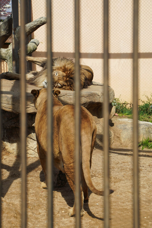 ПАРА_БОЛЬШИХ_КОШЕК - Сергей Янович Микк