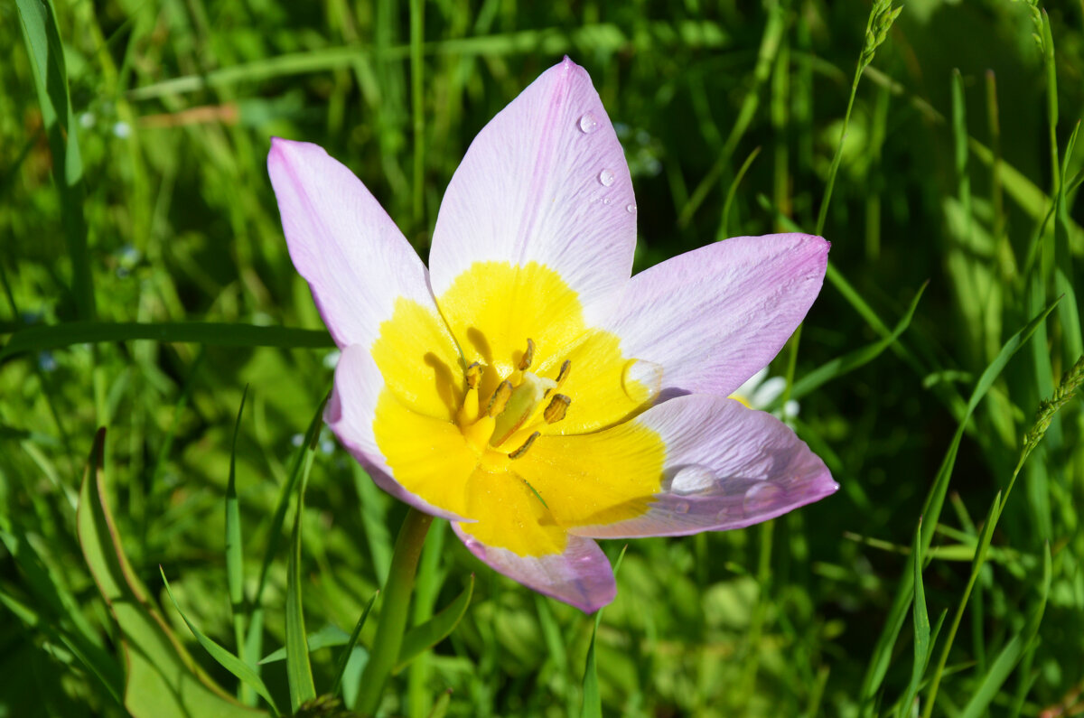 Весна в Ботаническом... Май. - Наташа *****