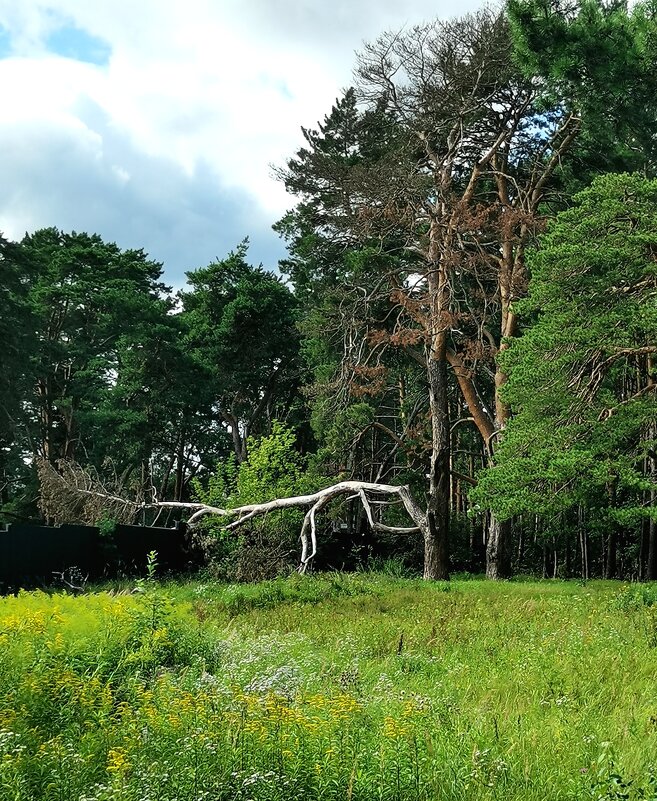 Форма сосны - Любимова Ольга 