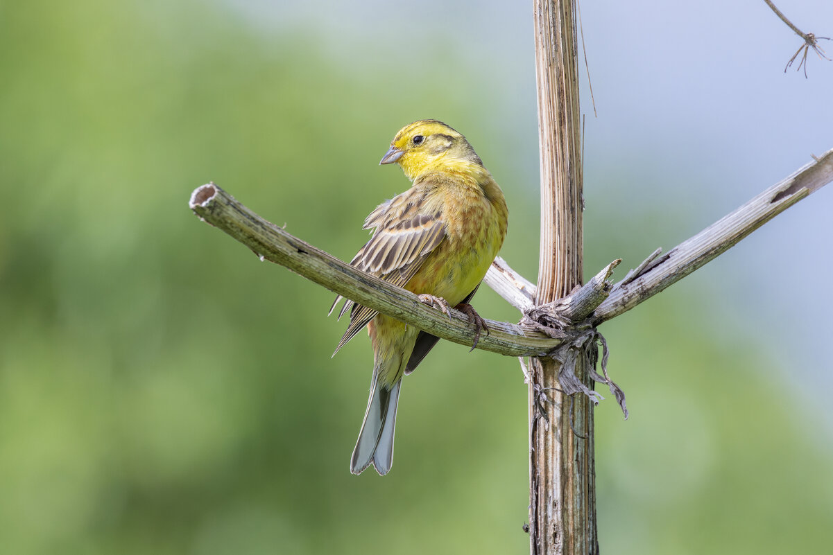 коноплянка - юрий макаров