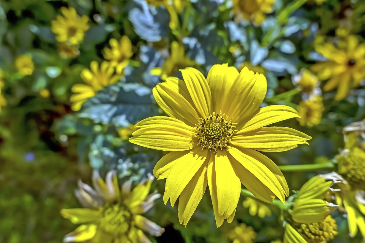 Топинамбур - Валерий Иванович
