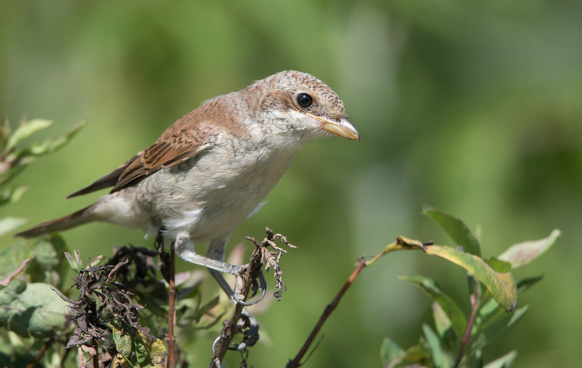 Жулан. - Владимир Безбородов Жулан. - Владимир Безбородов