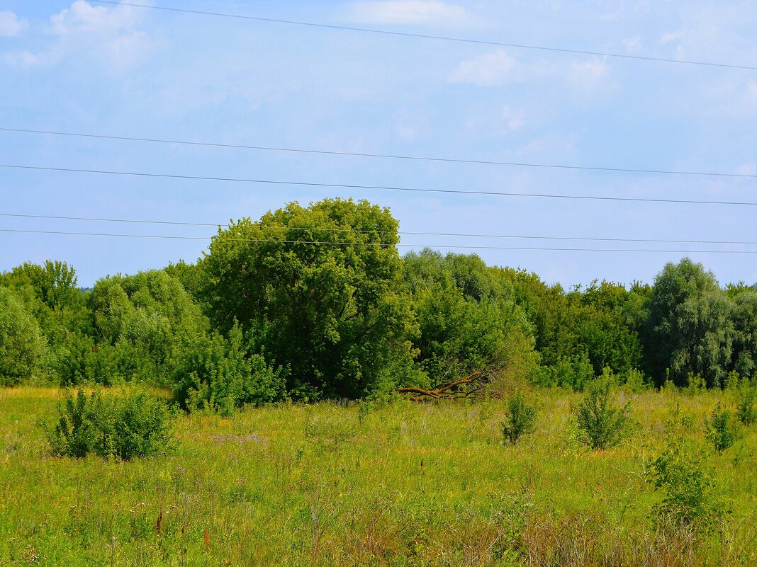 Алатырь. Небольшие рощи в пойме реки Алатырь. - Пётр Чернега