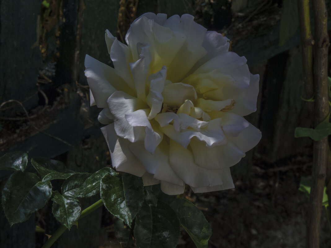 Глория Дей - Валентин Семчишин Глория Дей - Валентин Семчишин