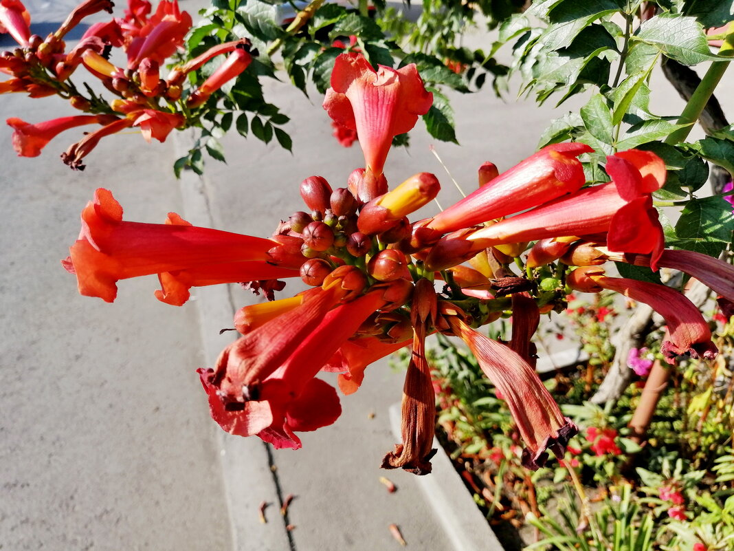 ЦВЕТА ЛЕТА - Юрий Вовк