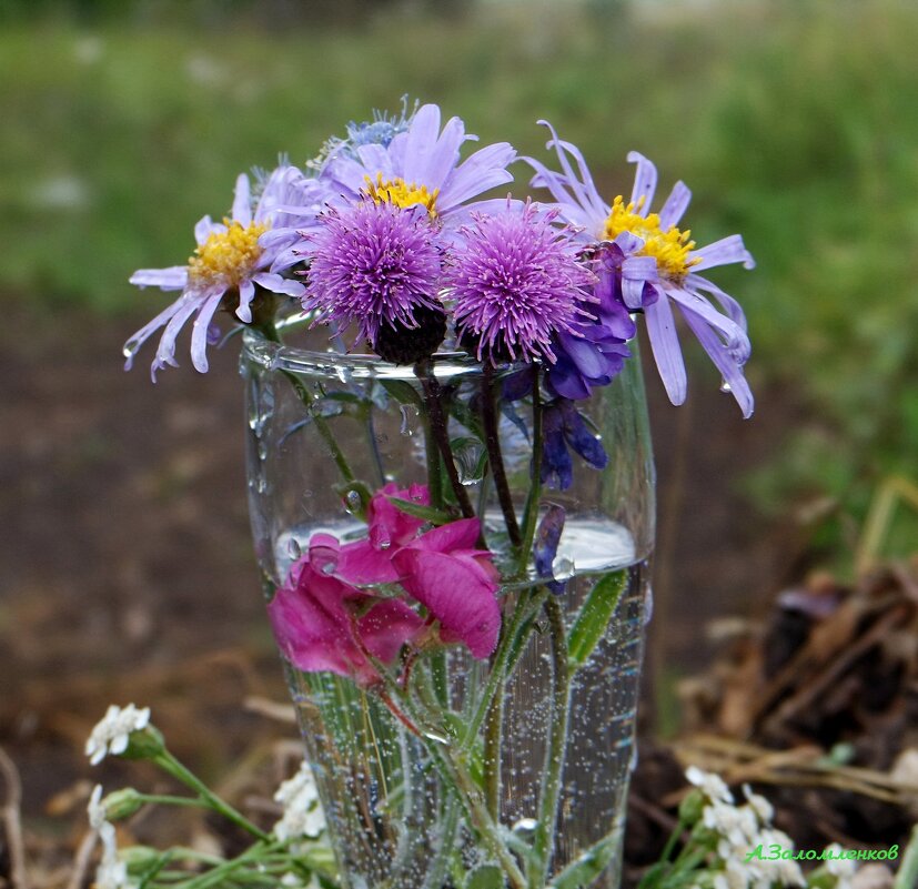 Про цветы полевые... - Андрей Заломленков